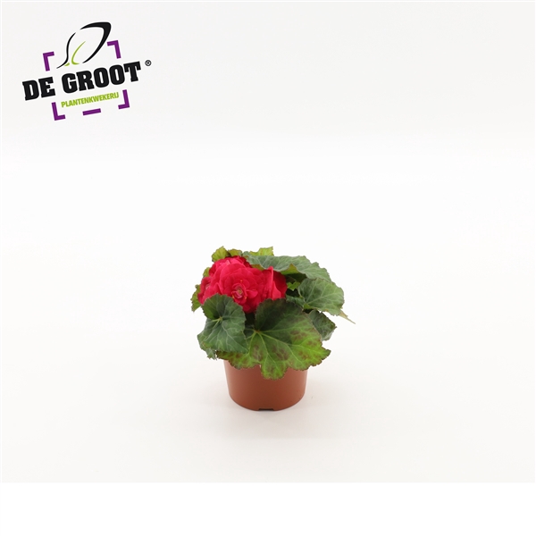 <h4>Begonia tuberhybride (Pink)</h4>