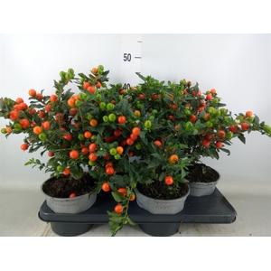 Solanum pseudocapsicum 'Bartoli'