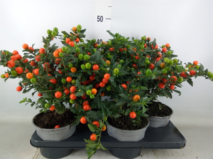 <h4>Solanum pseudocapsicum 'Bartoli'</h4>