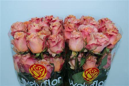 <h4>R Gr Carpediem + **</h4>