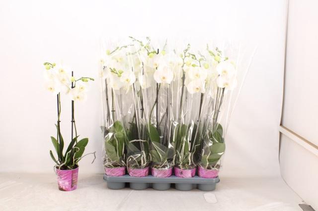 <h4>PHAL F LIVELY</h4>