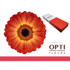 Germini Flamazing Doos