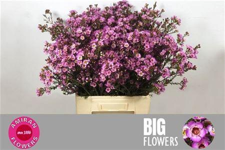 <h4>Chame Adi 70cm</h4>