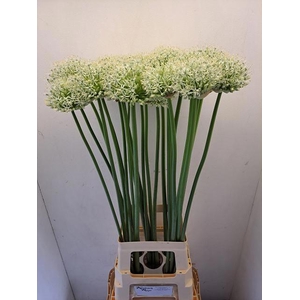 ALLIUM MOUNT EVEREST