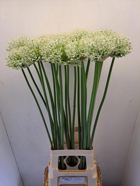 <h4>ALLIUM MOUNT EVEREST</h4>