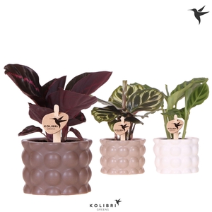 Kolibri Greens Calathea mix in Cotton pot sand mix