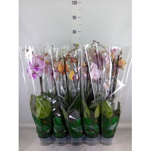 Phalaenopsis   ...mix
