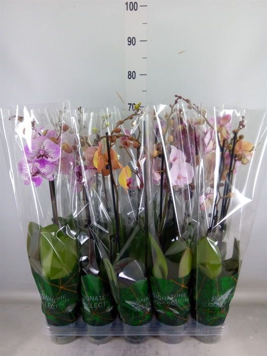 <h4>Phalaenopsis   ...mix</h4>