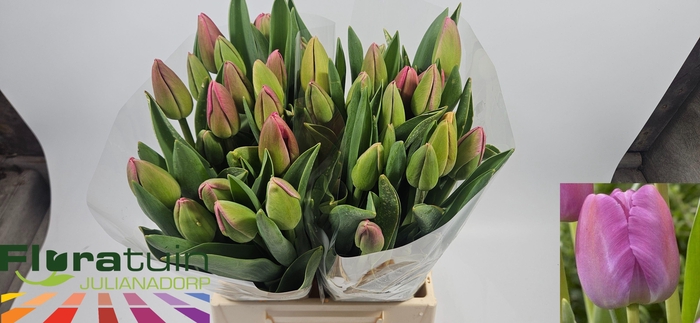 <h4>TU EN PURPLE PRIDE</h4>