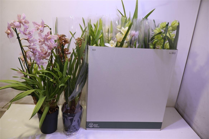 <h4>arr8 Cymb Gemengd</h4>