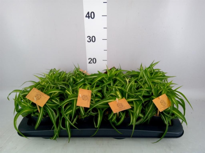 <h4>Chlorophytum com. 'Bonnie'</h4>
