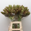 Setaria Italica Brown