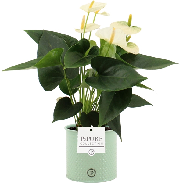 <h4>Anthurium Cocos in Pure Louise zinc ceramics green</h4>