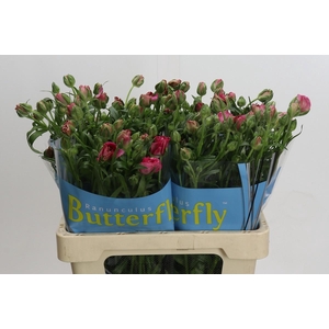 Ranunculus Butterfly Jupiter