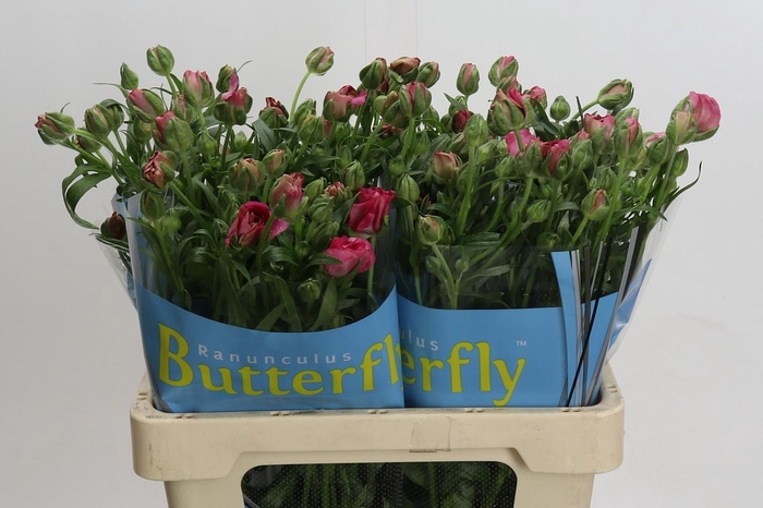 <h4>Ranunculus Butterfly Jupiter</h4>