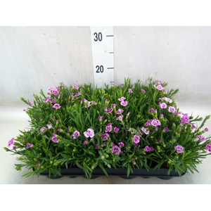Dianthus  'Pink Kisses'
