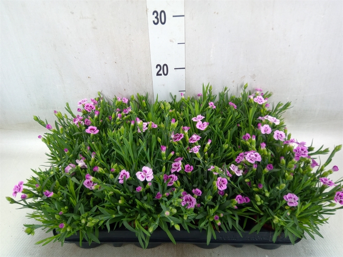 <h4>Dianthus  'Pink Kisses'</h4>