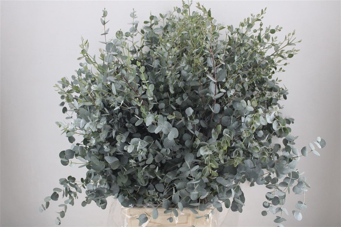 <h4>Euca Gunny 300gr Ex P Bunch</h4>