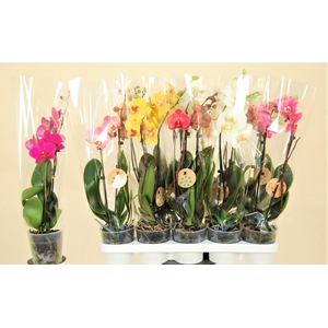 PHAL GEM 8 KL