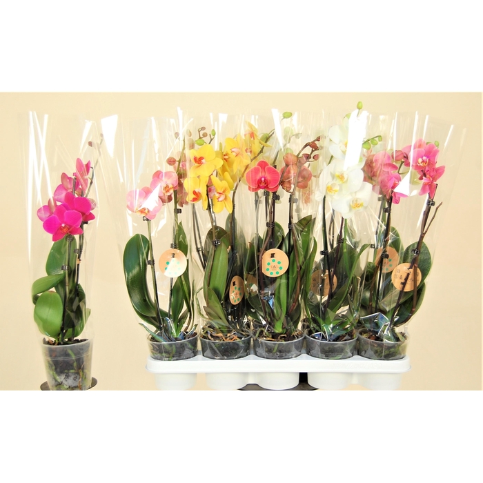 <h4>PHAL GEM 8 KL</h4>