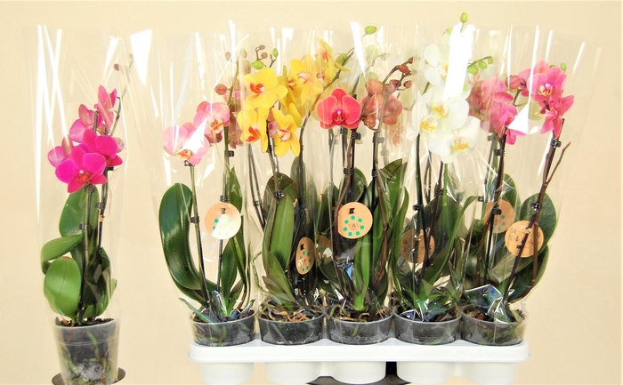 PHAL GEM 8 KL