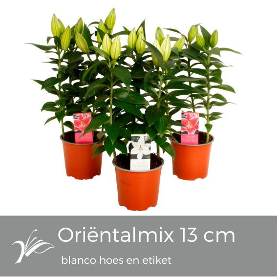 <h4>Lilium oriëntal mix 13 cm blanco hoes+etiket (or. lelie)</h4>