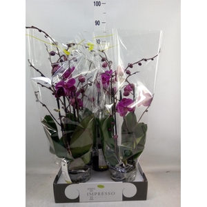 Phalaenopsis   ...lilac