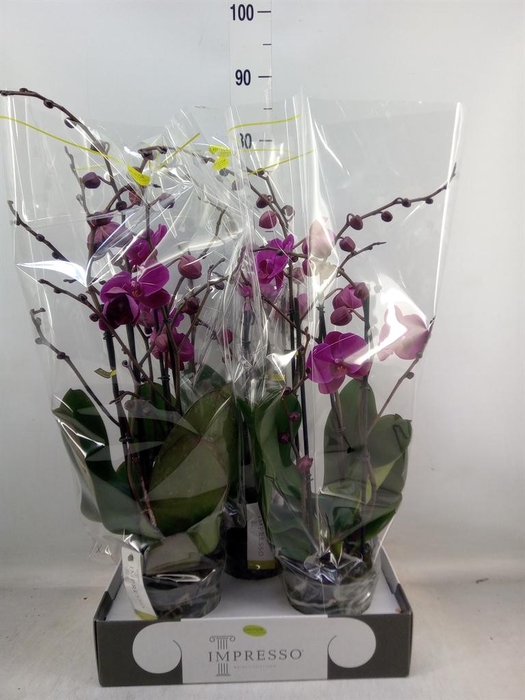 <h4>Phalaenopsis ...lilac</h4>