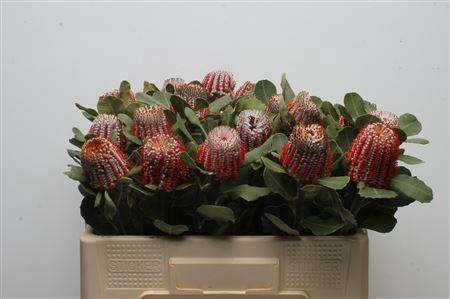 <h4>Banksia coccinea Rood</h4>