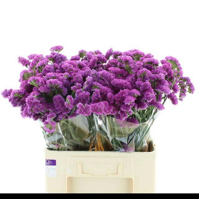 <h4>LIM S RASPB WINGS</h4>