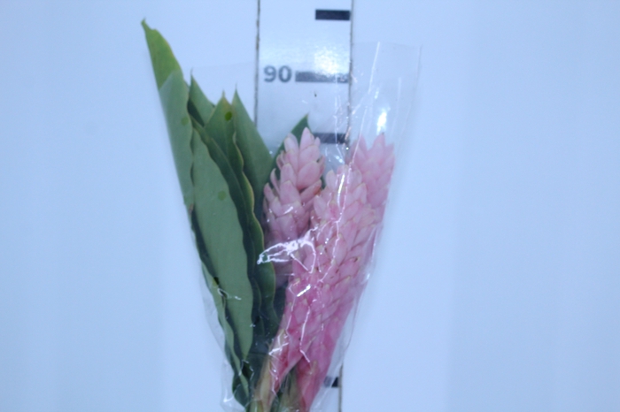 ALPINEA ROSA