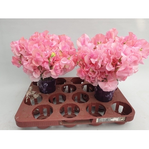 Lathyrus Sunshine Pink