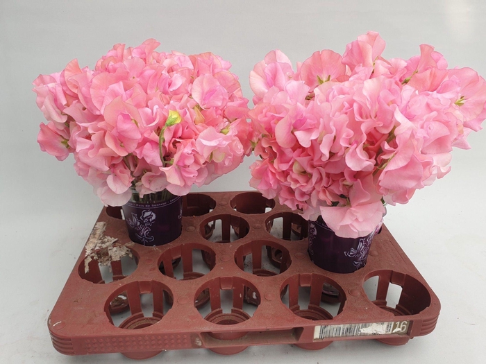 <h4>Lathyrus Sunshine Pink</h4>