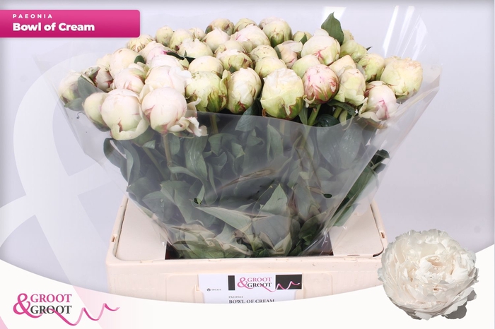 <h4>PAEO L BOWL OF CREAM</h4>