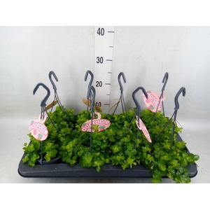 Peperomia rotundifolia