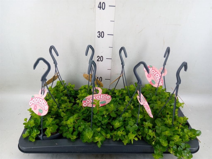 <h4>Peperomia rotundifolia</h4>