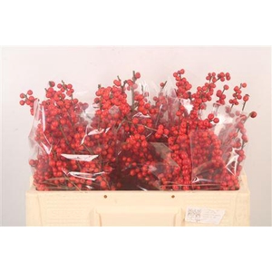 Ilex Verticilata Red