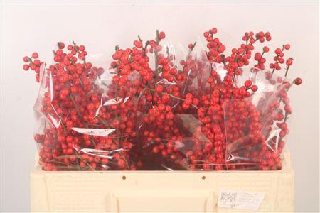 <h4>Ilex Verticilata Red</h4>