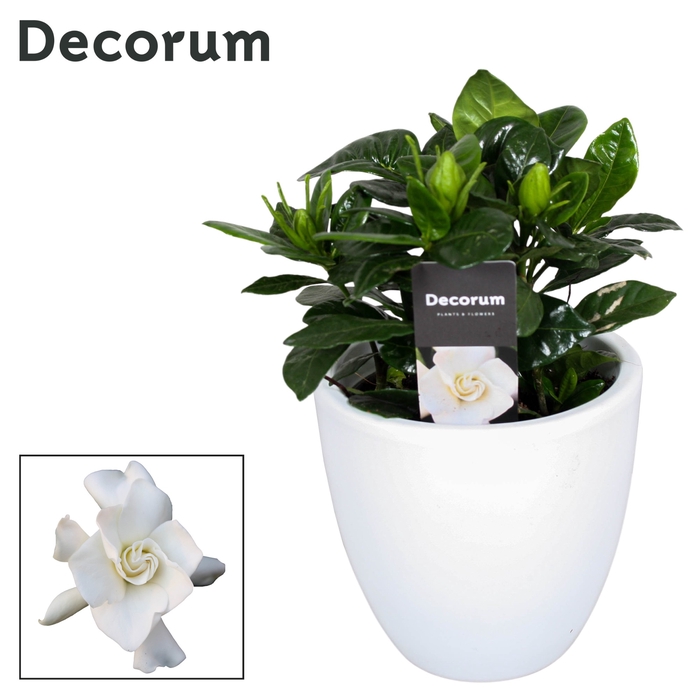 <h4>Gardenia Jasminoides Keramiek Julia Wit</h4>