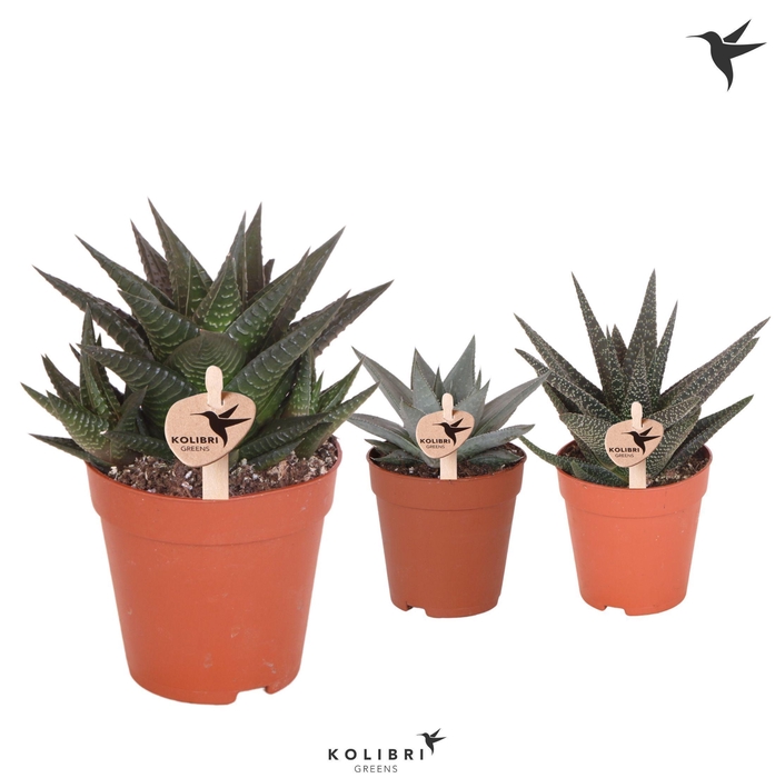 <h4>Kolibri Greens Succulenten Haworthia mix</h4>