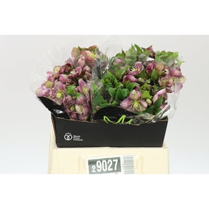 Helleborus Mammoth Pink