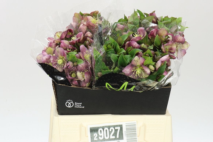 <h4>Helleborus Mammoth Pink</h4>