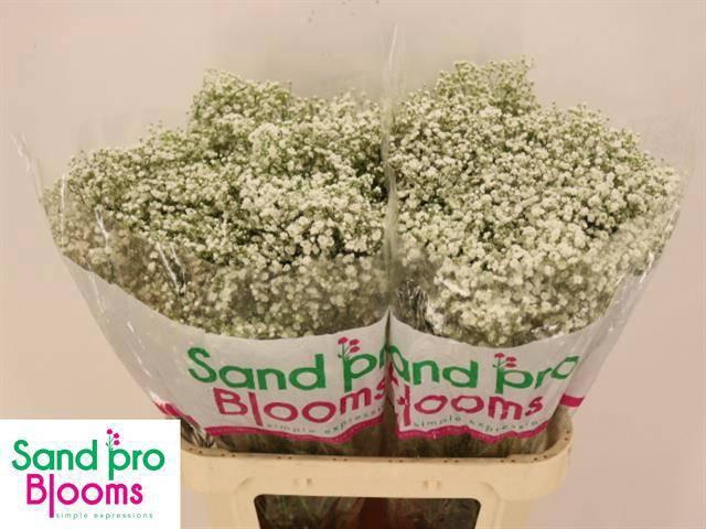 <h4>GYPS PA OPTIMUS</h4>