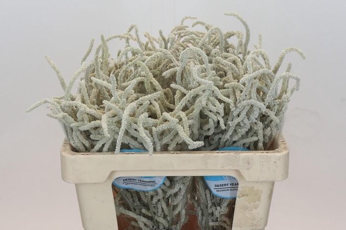 <h4>Amaranthus Yearming Desert</h4>