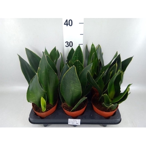 Sansevieria trifa.   ...