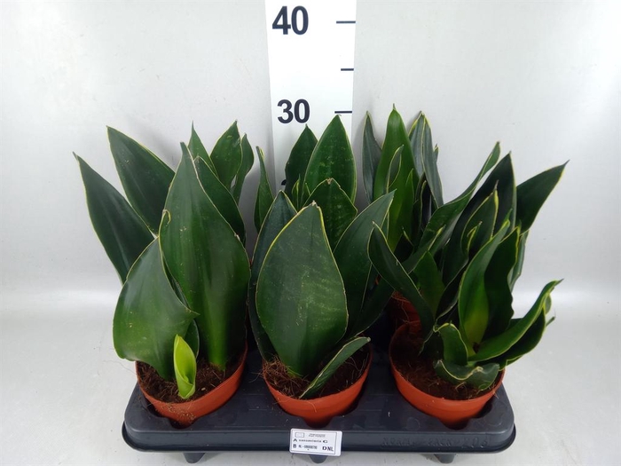 <h4>Sansevieria trifa.   ...</h4>