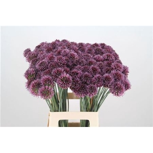 ALLIUM SPHAEROCEPHAL