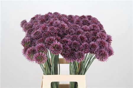 ALLIUM SPHAEROCEPHAL