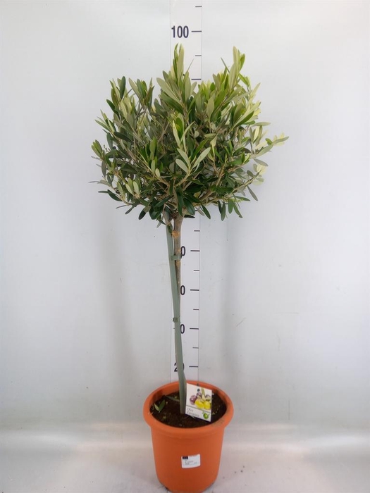 <h4>Olea europaea</h4>
