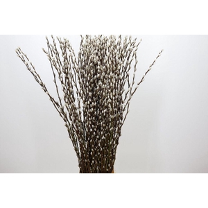 Salix snow flake